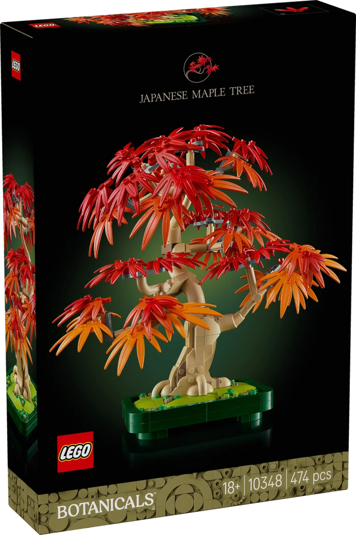 Bonsai di acero rosso giapponese - 10348 - Il Mattoncino