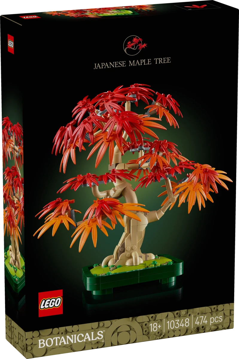 Bonsai di acero rosso giapponese - 10348 - Il Mattoncino