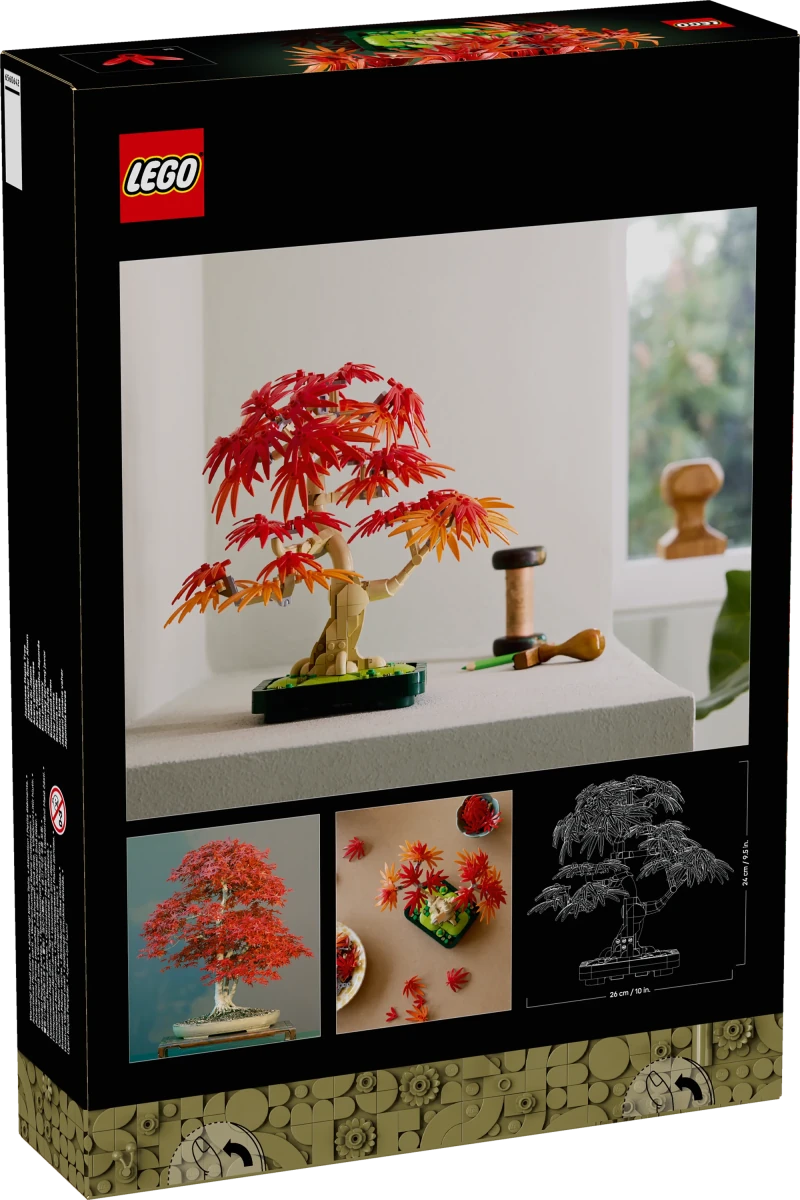 Bonsai di acero rosso giapponese - 10348 - Il Mattoncino