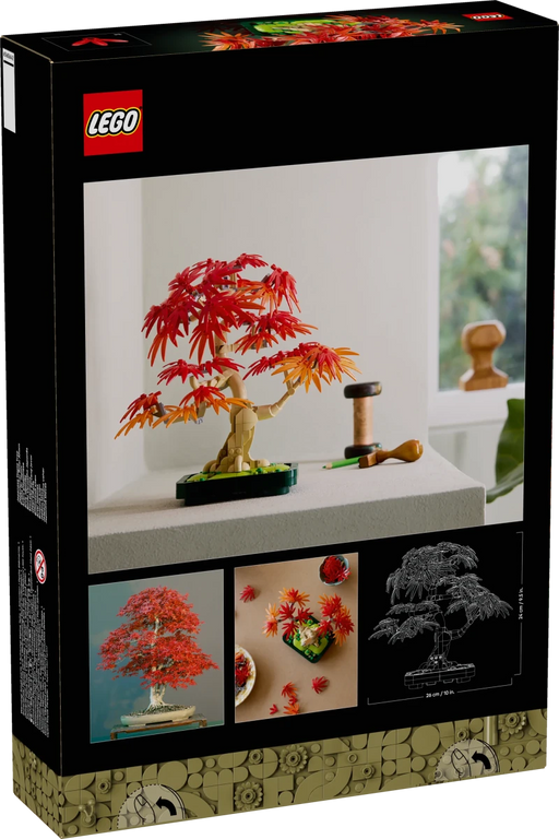 Bonsai di acero rosso giapponese - 10348 - Il Mattoncino