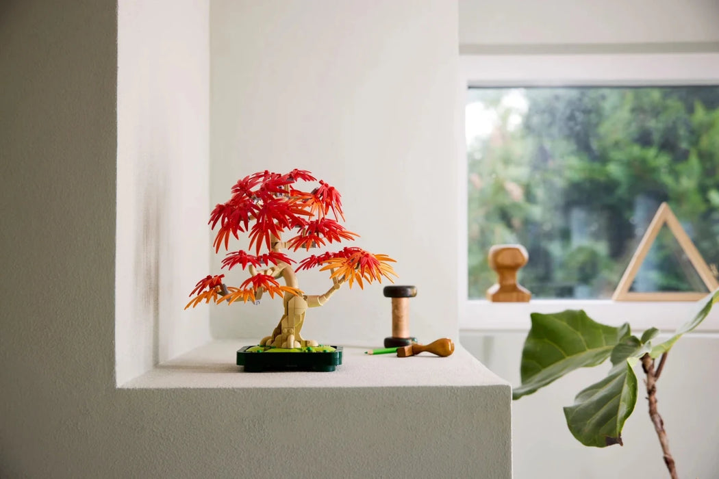 Bonsai di acero rosso giapponese - 10348 - Il Mattoncino
