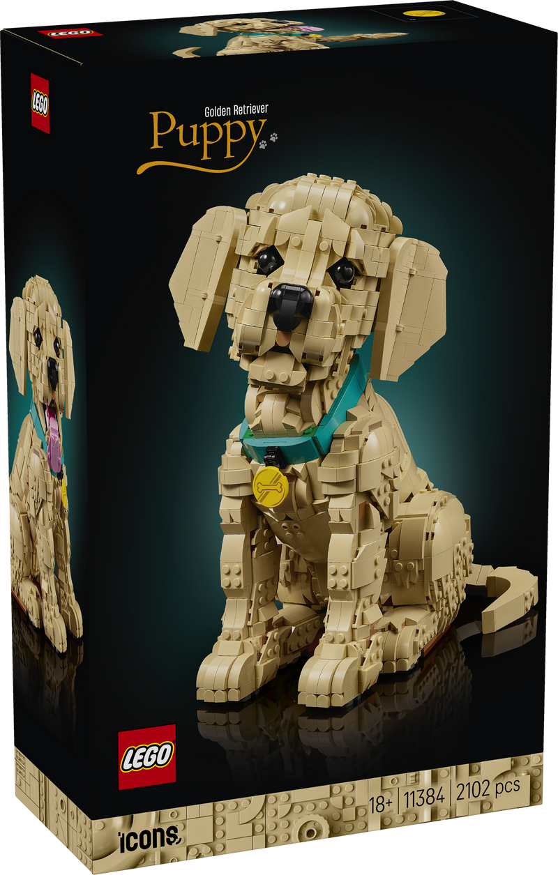 Cucciolo di Golden Retriever - 11384
