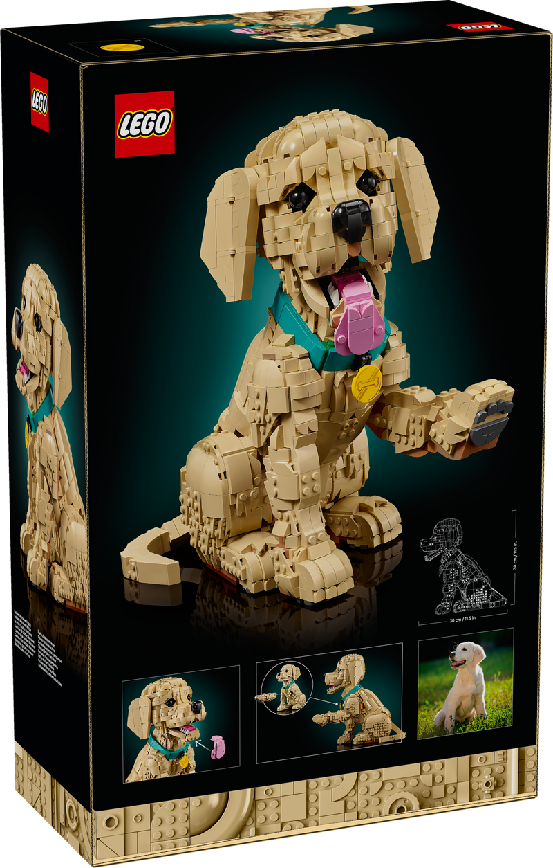 Cucciolo di Golden Retriever - 11384