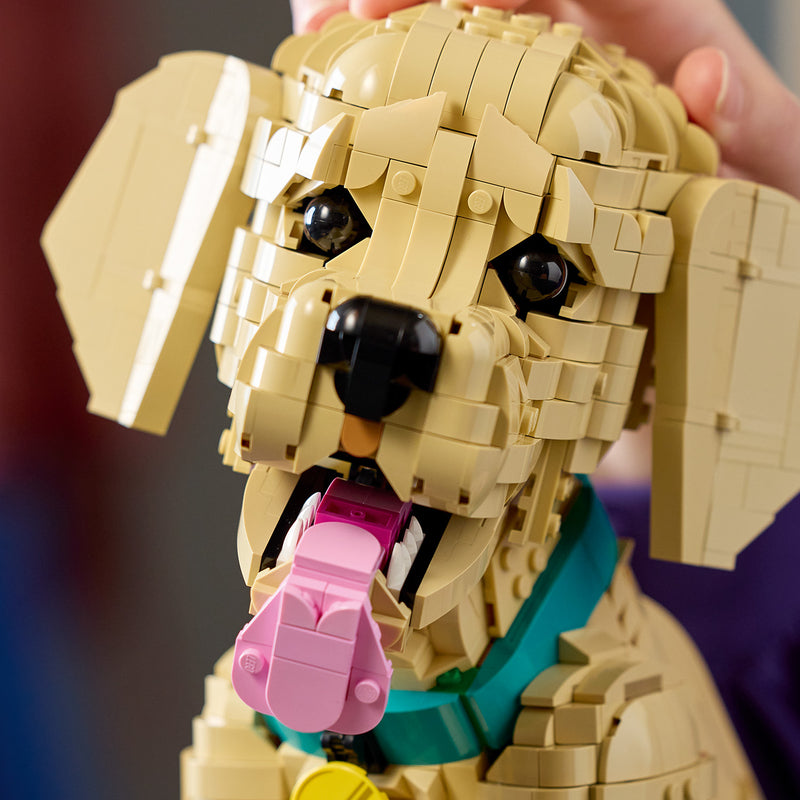 Cucciolo di Golden Retriever - 11384