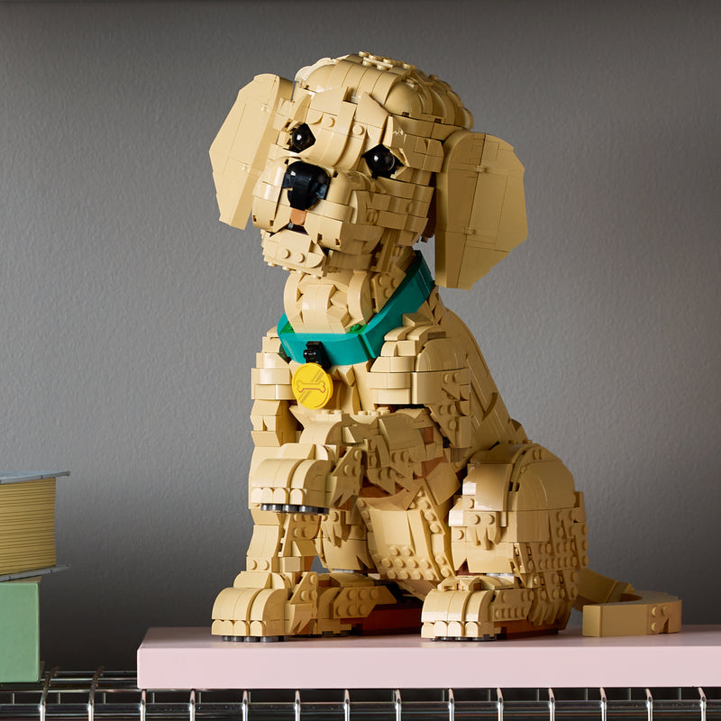 Cucciolo di Golden Retriever - 11384