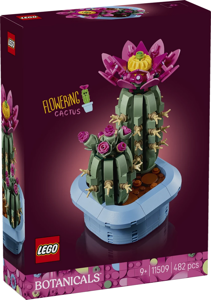 Cactus in fiore - 11509 - Il Mattoncino