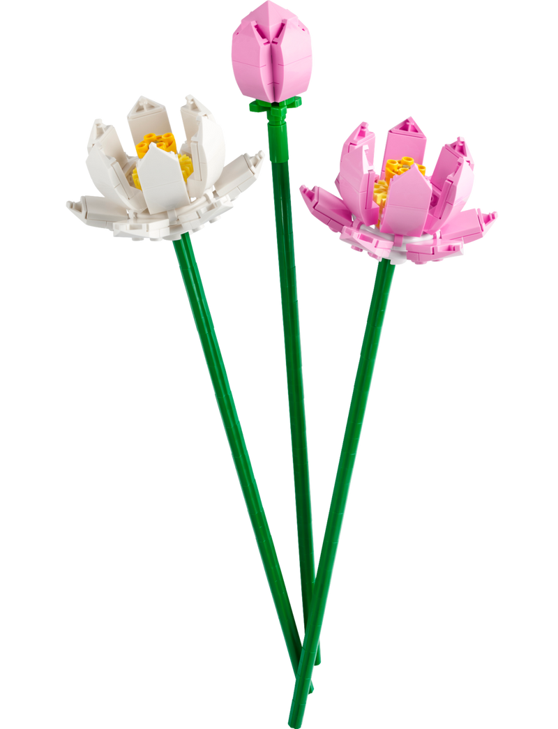 Fiori di loto - 40647