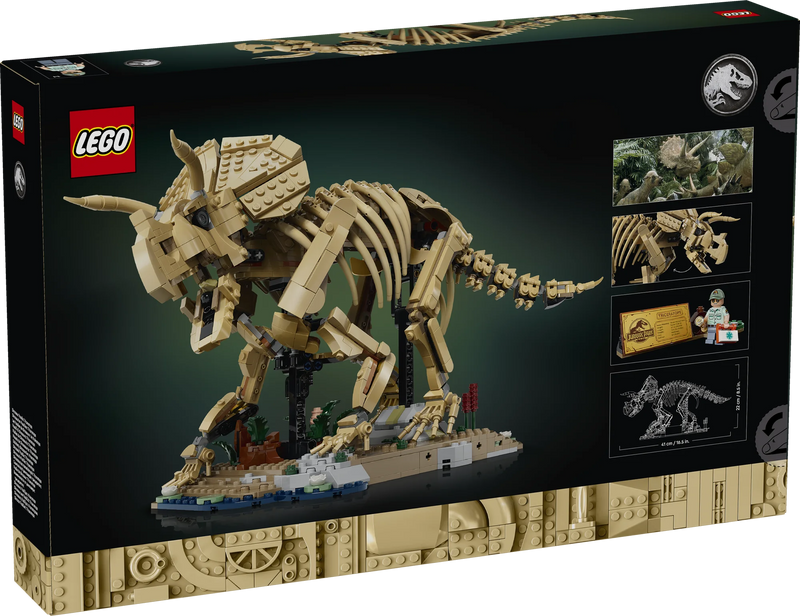 Fossili di dinosauro: Triceratopo - 77985