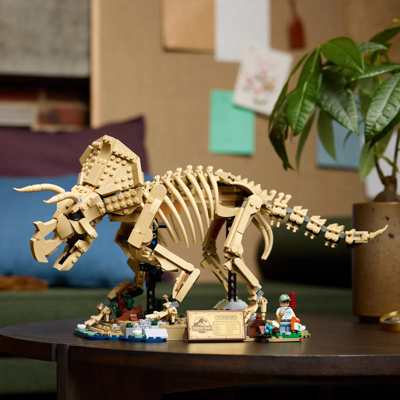 Fossili di dinosauro: Triceratopo - 77985